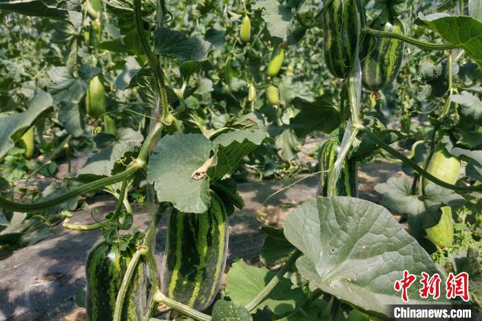 圖為西藏康馬縣大棚內(nèi)的博洋九號甜瓜。　劉建軍 攝