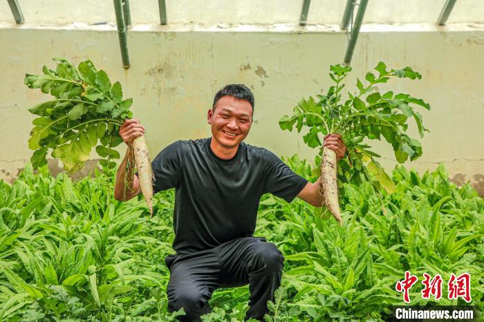 西藏阿里門士邊境派出所民警兼職大棚種植、豐富牧民餐桌