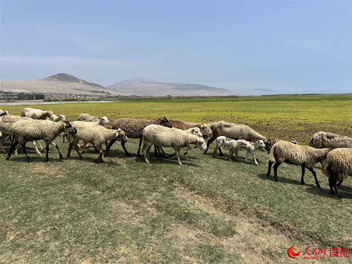 當(dāng)?shù)貢r(shí)間11月15日，羊群在錢凱港附近的圣羅莎濕地棲息。人民網(wǎng)記者 周雨攝