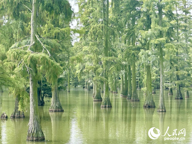 湖北省武漢漲渡湖濕地，池杉“破水而出”。人民網記者 張沛攝