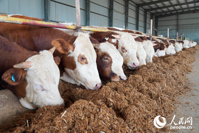 在思博農業(yè)科技有限公司內，肉牛正在吃秸稈轉化的飼料。人民網記者 陳若天攝