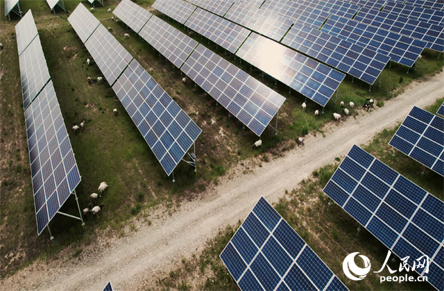 羊群在青海省海南州共和縣塔拉灘的光伏園區(qū)內吃草。人民網記者 馬天翼攝