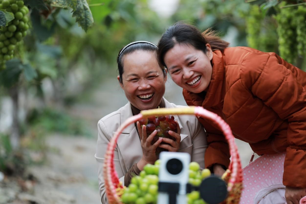 2024年10月6日，果農(nóng)在貴州省黔西市金碧鎮(zhèn)新蘭村葡萄園里進(jìn)行直播銷售。來源：人民圖片