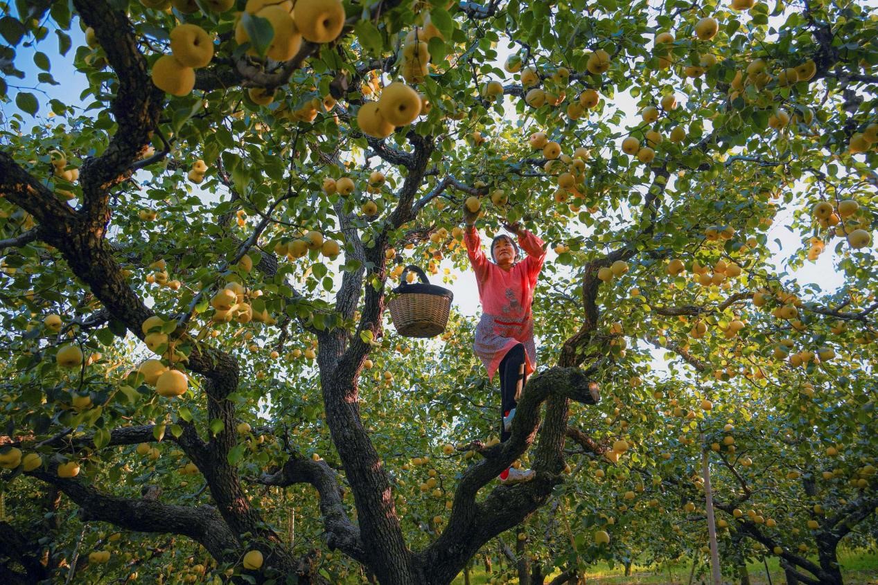 2024年10月4日，安徽省宿州市碭山縣程莊鎮(zhèn)衡樓村百年老梨園里，梨農(nóng)在忙著采摘酥梨。來源:人民圖片