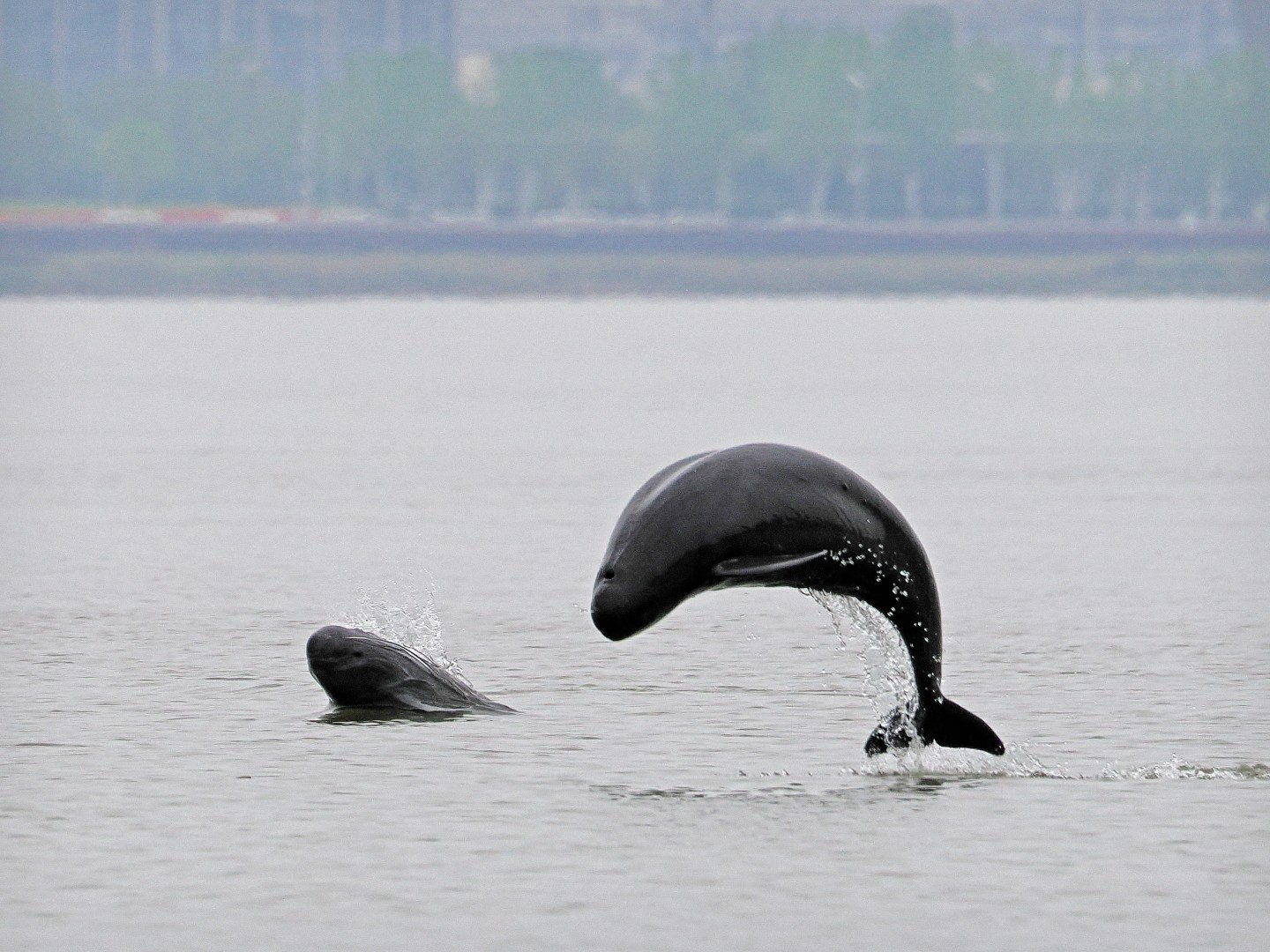 文化中國行 長江之歌丨微笑的江豚，從四千年前“游”來