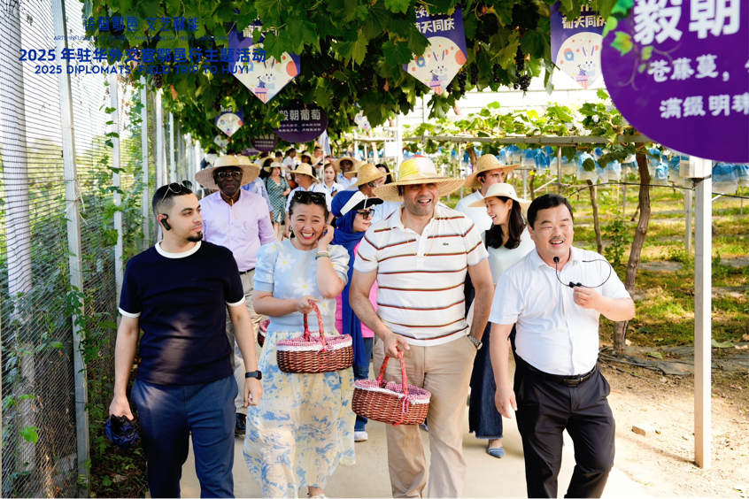智慧“種”進(jìn)葡萄園 駐華外交官品讀鄉(xiāng)村振興“中國(guó)甜”_fororder_圖片3