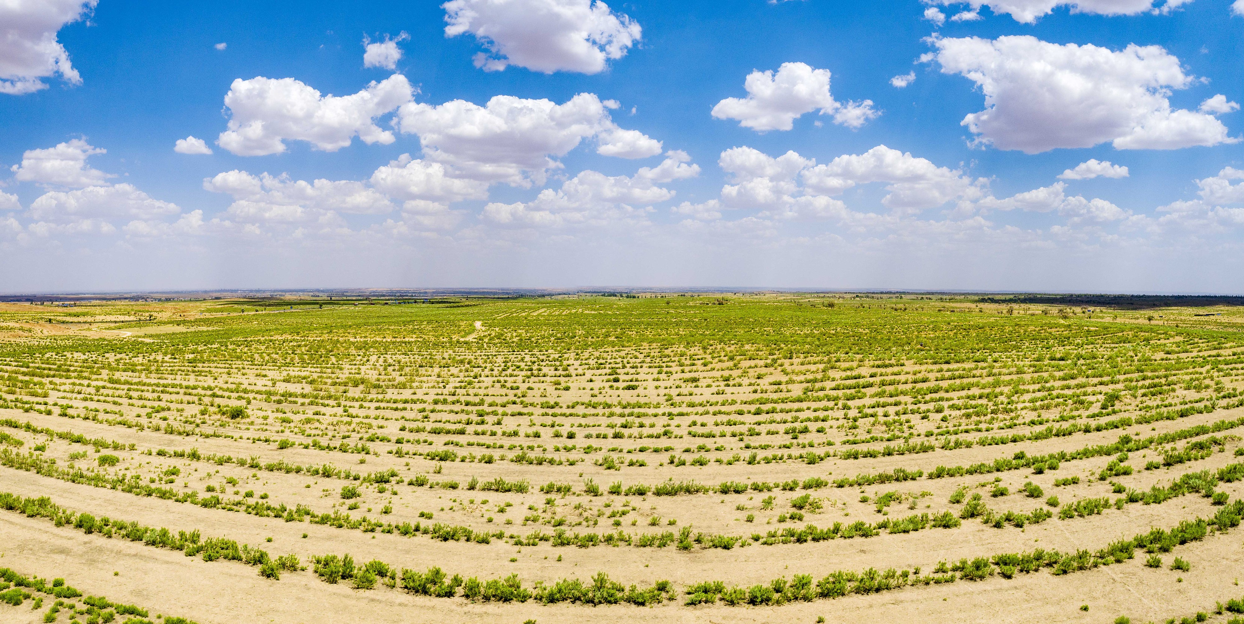 2023年6月7日，內(nèi)蒙古鄂爾多斯，毛烏素沙漠。