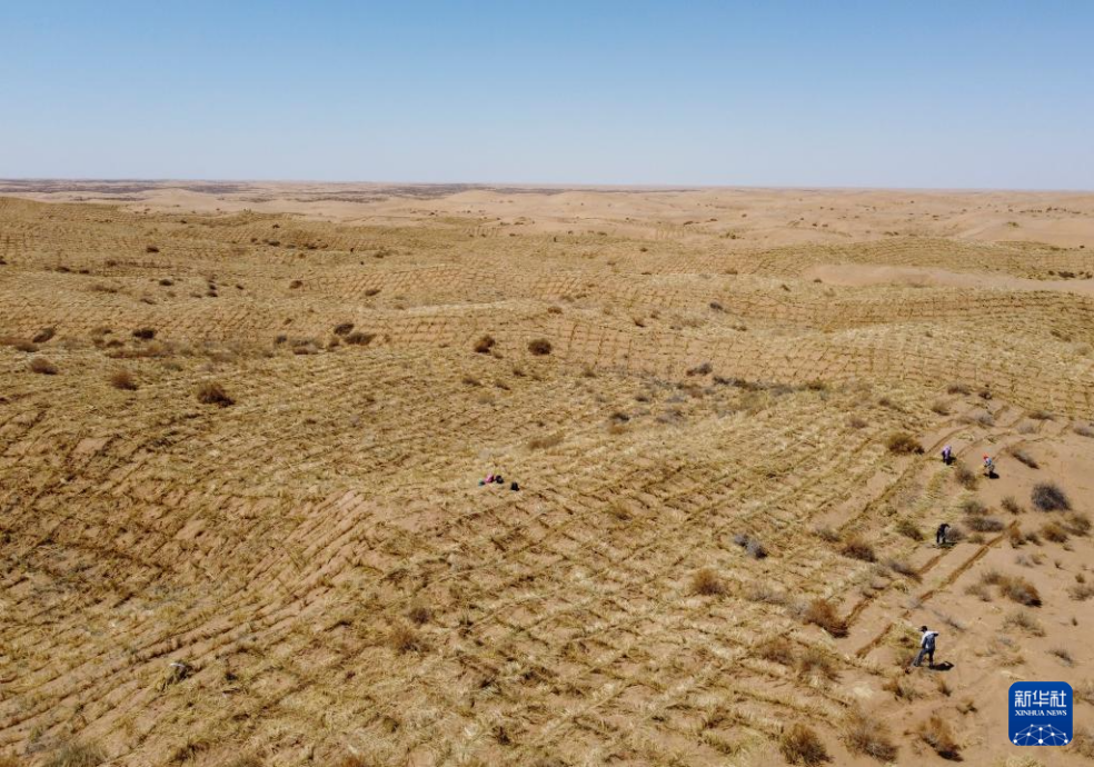 2024年4月10日，群眾在古浪縣八步沙林場(chǎng)麻黃塘沙區(qū)用草方格壓沙。新華社發(fā)（無人機(jī)照片）