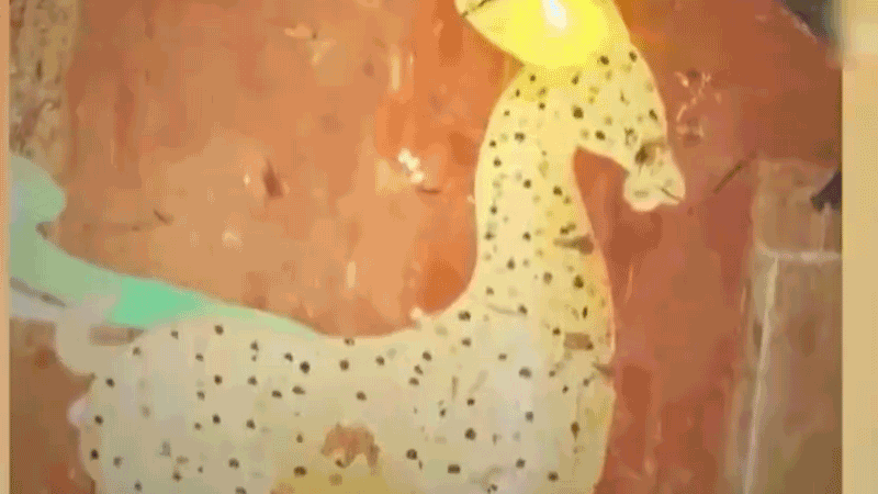 在全新技術(shù)支持下，敦煌莫高窟實(shí)現(xiàn)了窟內(nèi)文物窟外看的新體驗(yàn)。