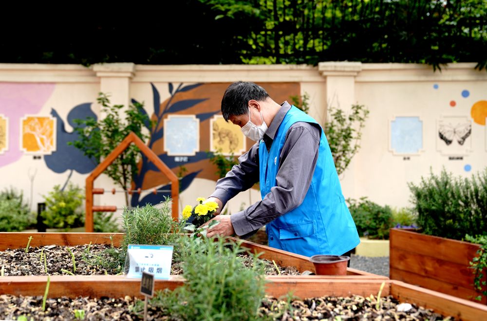 上海市長寧區(qū)虹旭小區(qū)居民在整理改造社區(qū)花園。居民們把堆肥箱里發(fā)酵出來的“綠色材料”和土壤拌在一起鋪在種植箱中（2020年4月22日攝）。新華社記者 張建松 攝