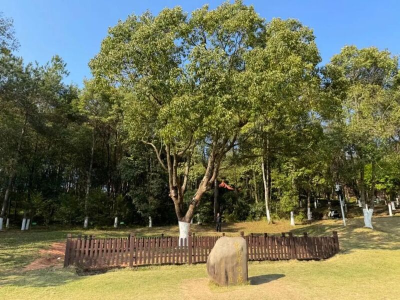 習近平同志為福建省長汀縣水土保持科教園捐種的香樟樹。圖源：學習時報