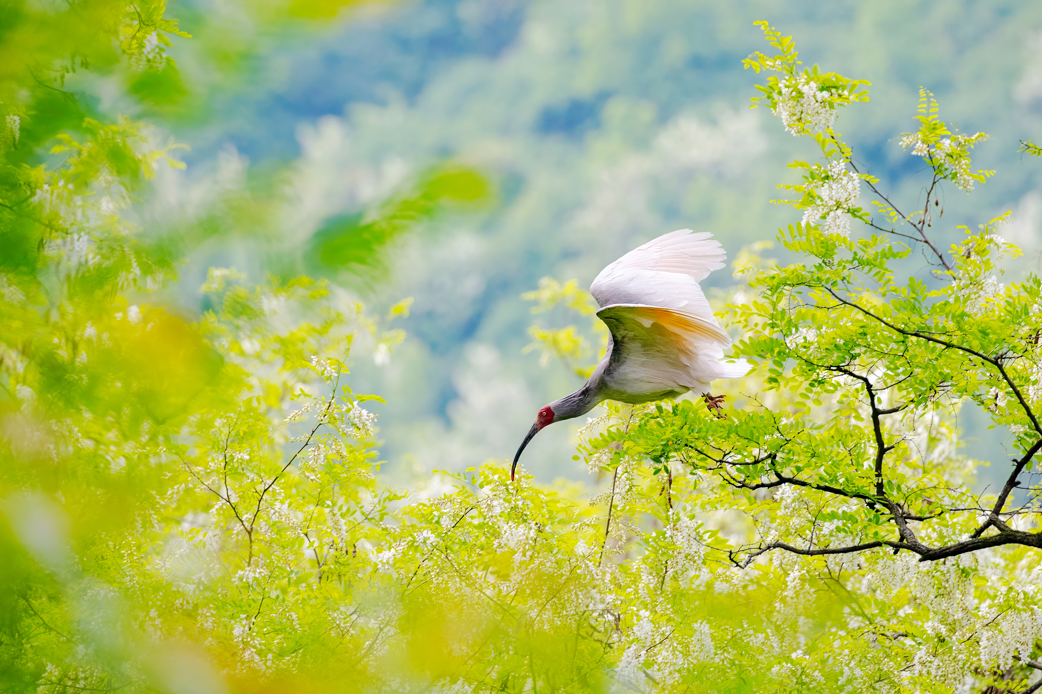 2024年5月2日，一只秦嶺以北野放朱鹮在陜西省銅川市耀州區(qū)沮河上游洋槐林中飛翔。