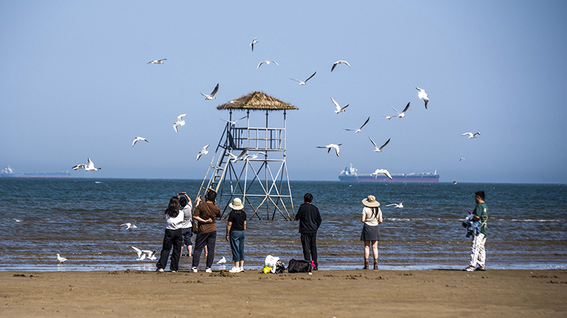2024年5月12日，河北秦皇島，北戴河鴿子窩公園成群海鷗在天空中自由翱翔，與大海、藍(lán)天構(gòu)成了一幅美麗的畫卷。