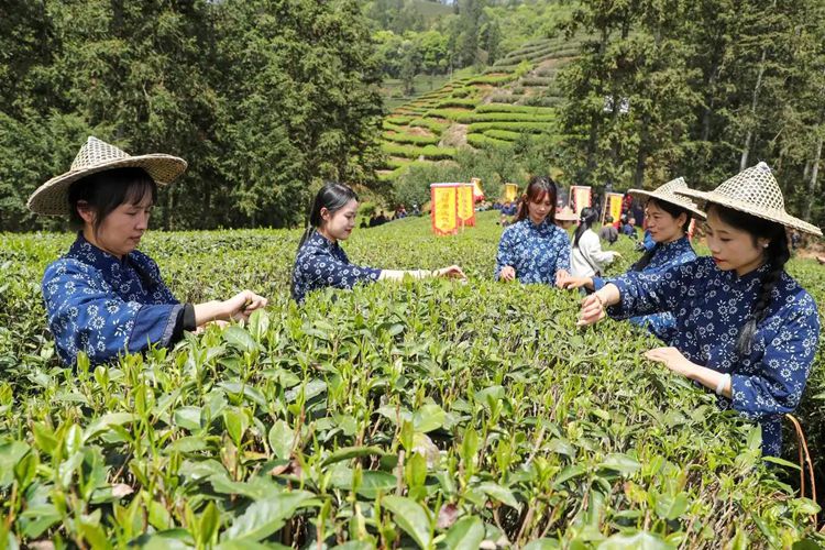 2025年4月13日，福建武夷山市星村鎮(zhèn)朝陽村茶農(nóng)在生態(tài)茶園展示采茶。新華社發(fā)（邱汝泉 攝）