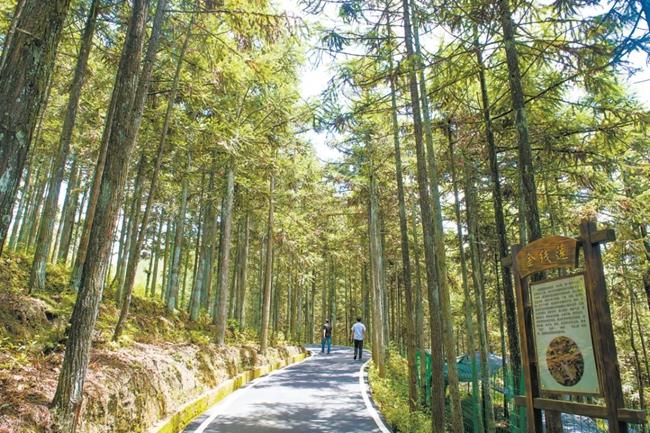 福建周寧縣黃振芳家庭林場。（圖源：央視新聞）