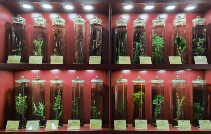 圖為藏藥藥材標(biāo)本。???張海?? ??.jpg