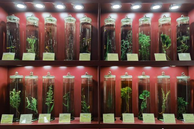 圖為藏藥藥材標(biāo)本。???張海?? ??.jpg