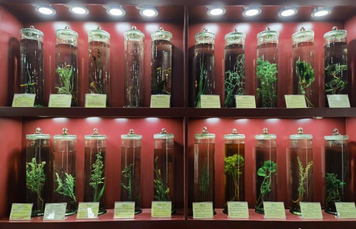 圖為藏藥藥材標(biāo)本。???張海?? ??.jpg