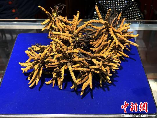 圖為冬蟲夏草?！O睿 攝