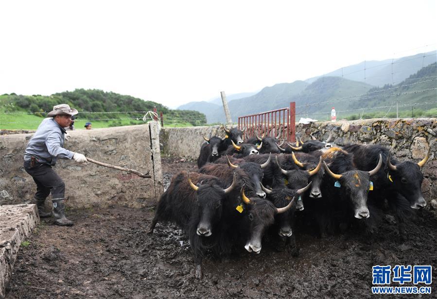 （經(jīng)濟）（9）大通牦牛“嫁”入西藏