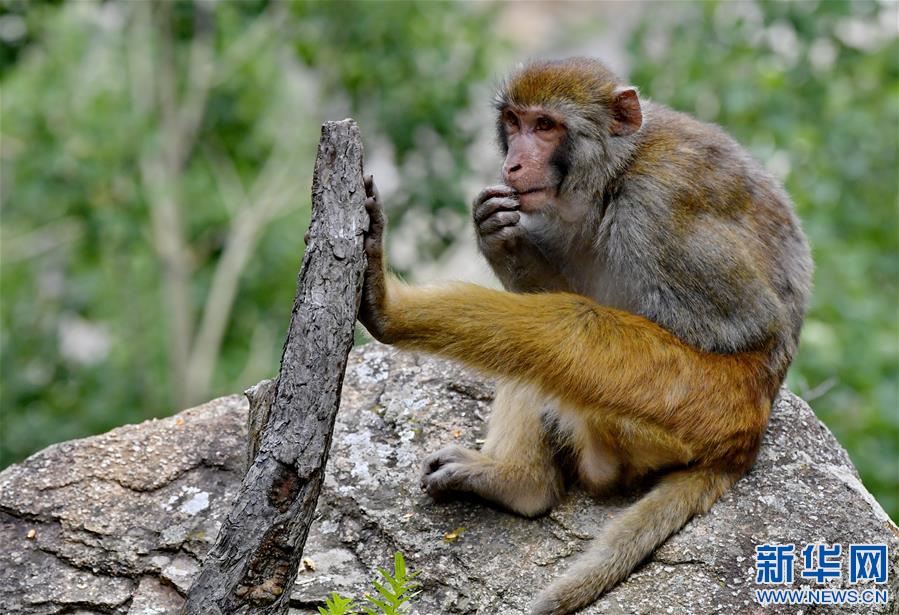 (環(huán)境)(4)雅魯藏布江畔藏獼猴