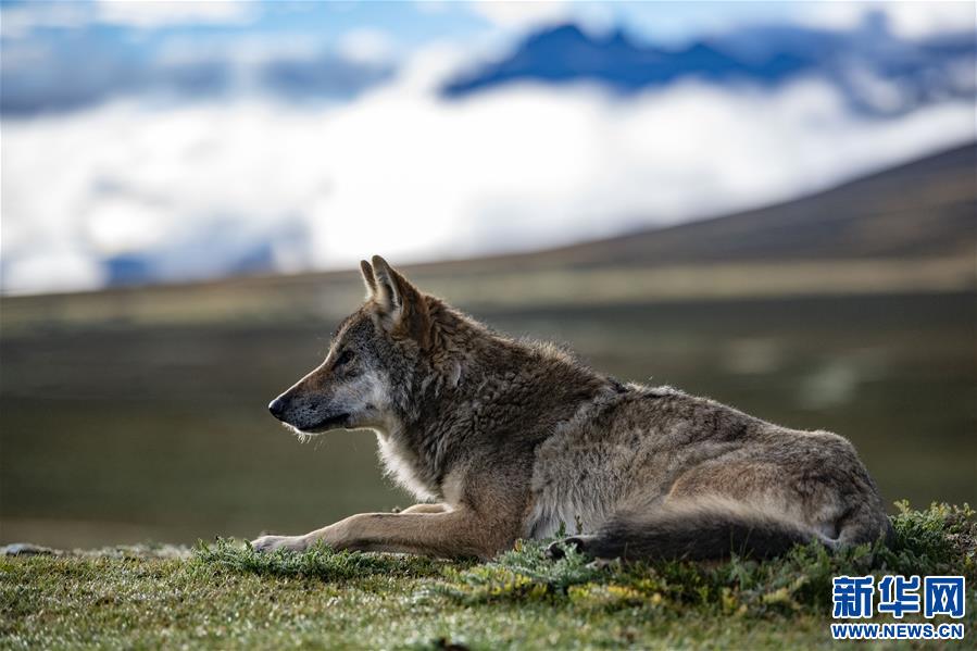 (新華視界)(6)西藏:邦達(dá)草原的清晨