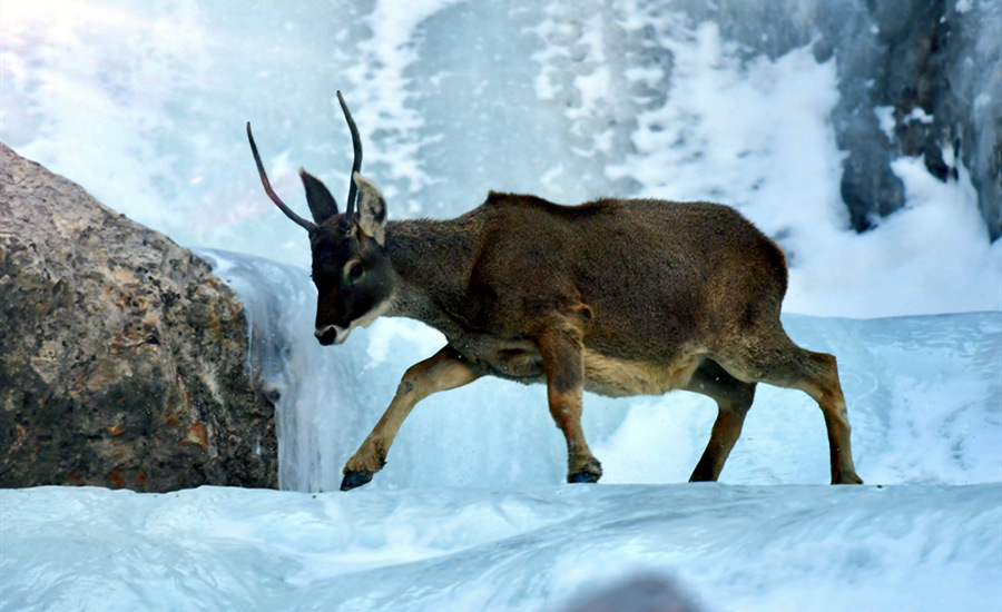 活躍在青海省海西州柏樹山的白唇鹿。巴圖那生攝