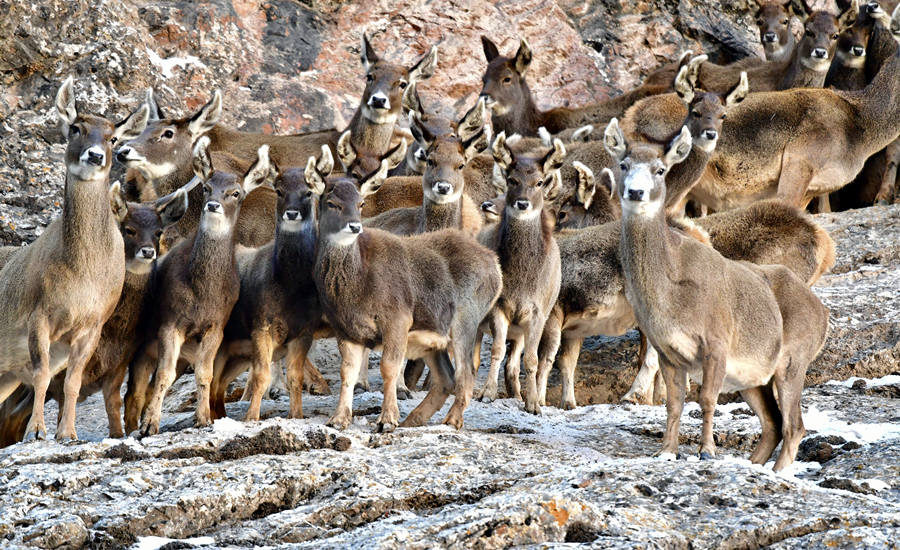 活躍在青海省海西州柏樹山的白唇鹿。巴圖那生攝