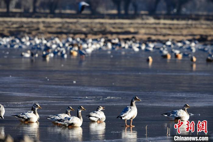 圖為拉薩市林周縣境內越冬的候鳥?！∝暩聛硭?攝
