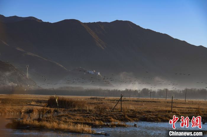 圖為拉薩市林周縣境內(nèi)飛翔的候鳥?！∝暩聛硭?攝