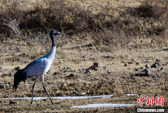 圖為一只黑頸鶴在拉薩市林周縣境內(nèi)田間覓食?！∝暩聛硭?攝