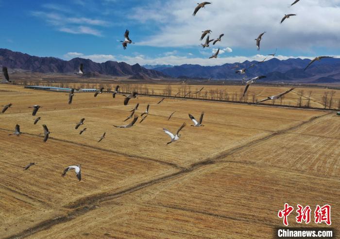 圖為黑頸鶴在拉薩市林周縣境內(nèi)飛翔?！∝暩聛硭?攝