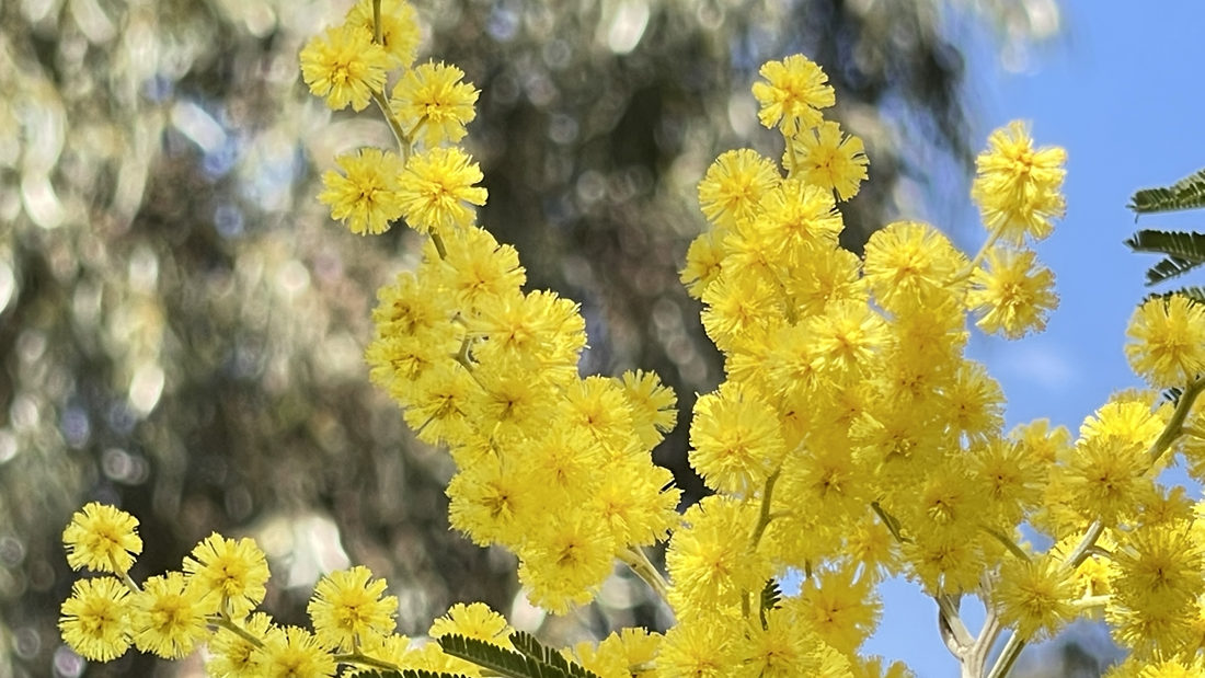 金光燦燦的金合花。