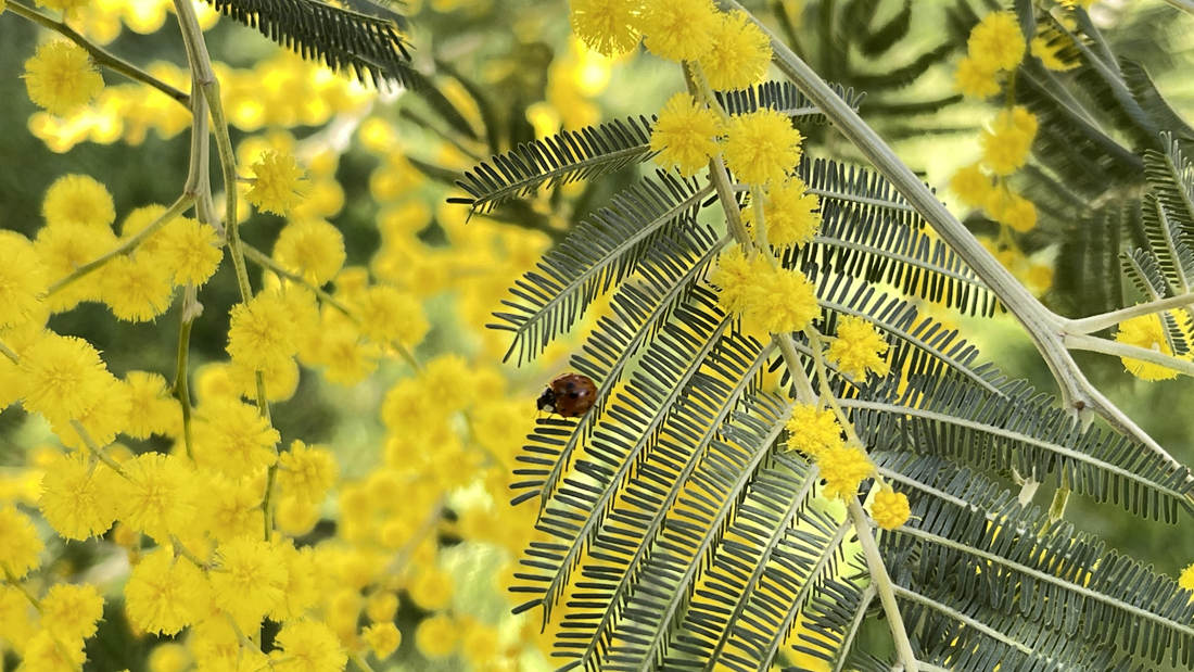 七星瓢蟲在金合歡葉子上嬉戲。