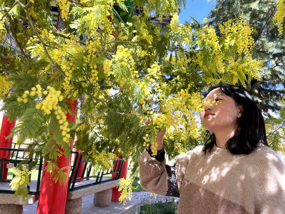 游客仔細(xì)觀賞黃絨絨的金合歡花。