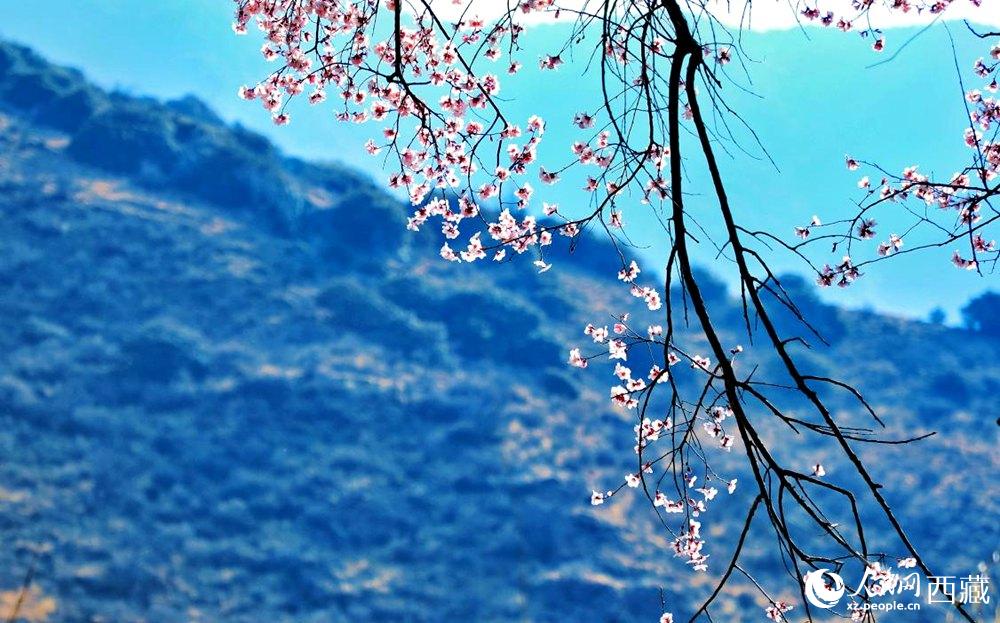 清麗的桃花。人民網(wǎng) 李海霞攝