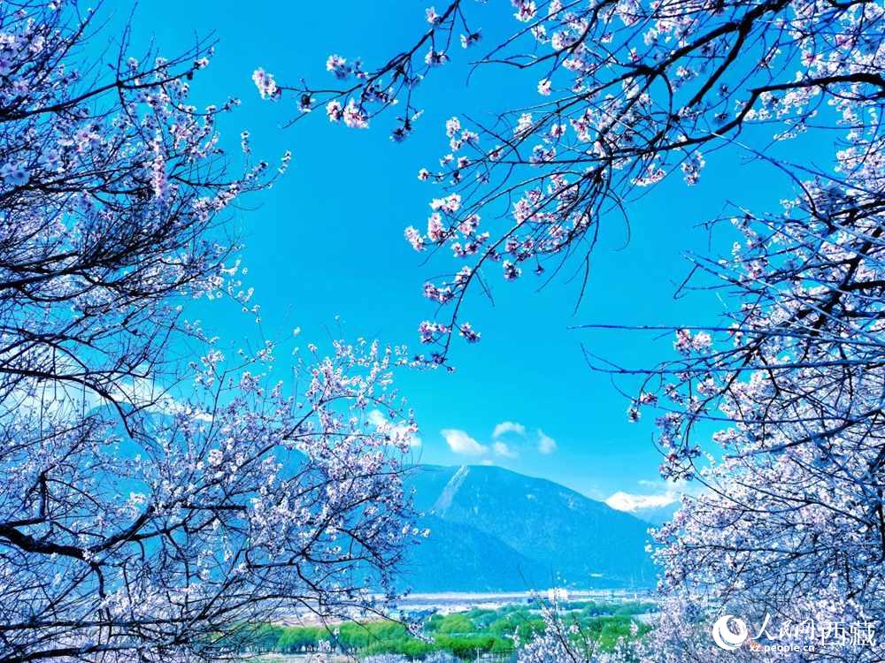 桃花在藍天白云的映襯下分外好看。人民網(wǎng) 李海霞攝