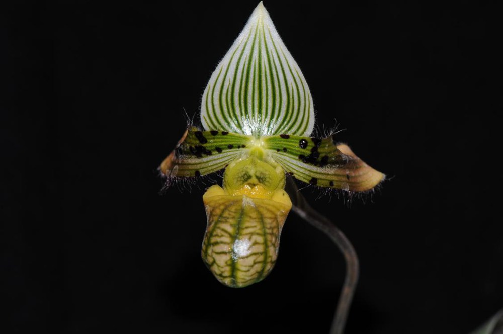 秀麗兜蘭。金效華攝