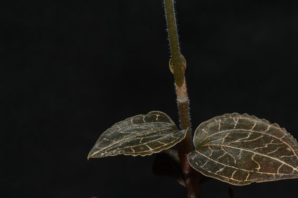 墨脫金線蘭。金效華攝