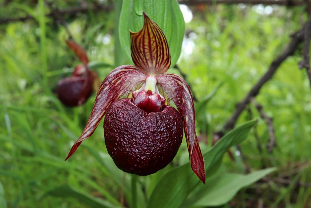 波密灼蘭。王翰臣攝