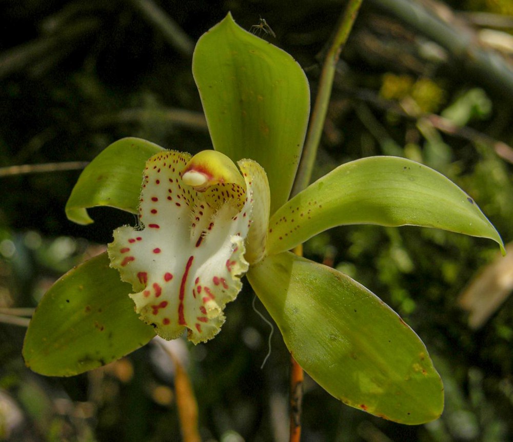 虎頭蘭。金效華攝