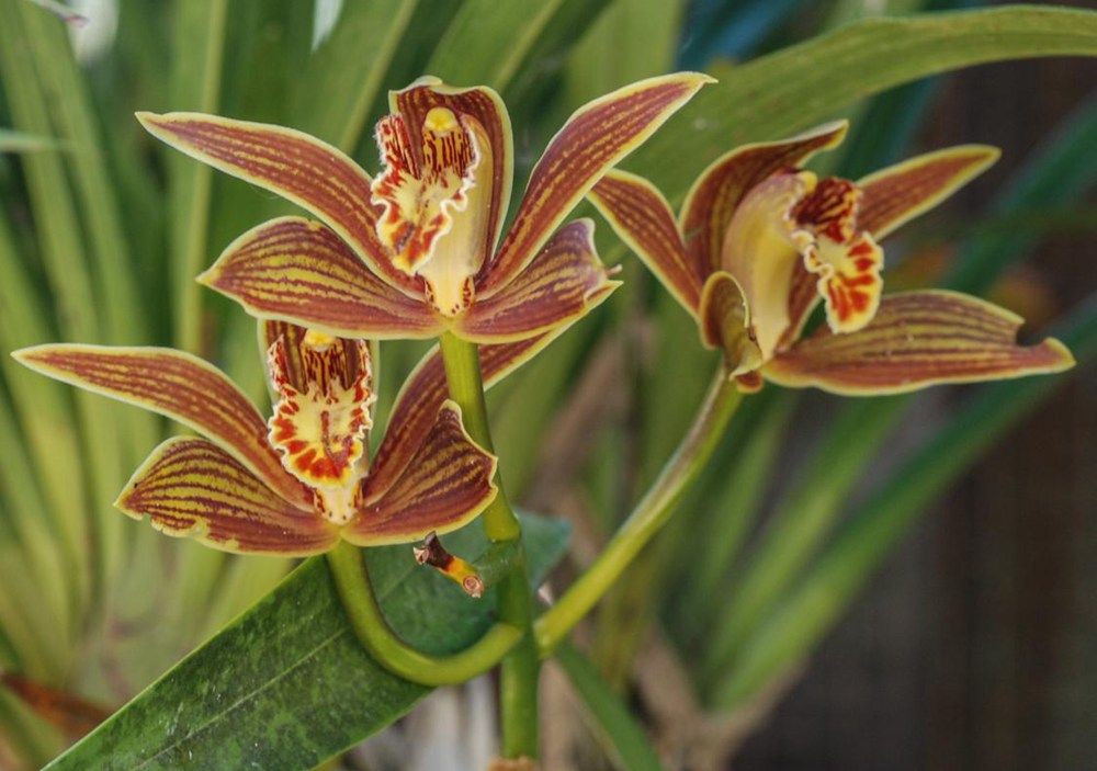 黃嬋蘭。李劍武攝