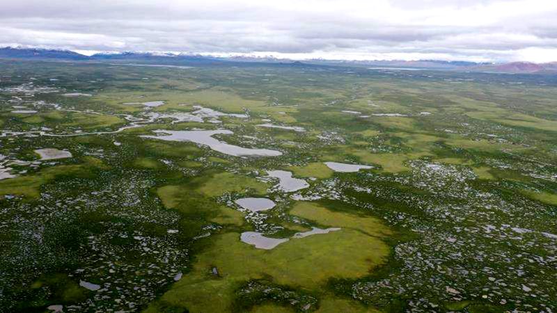 麥地卡濕地。