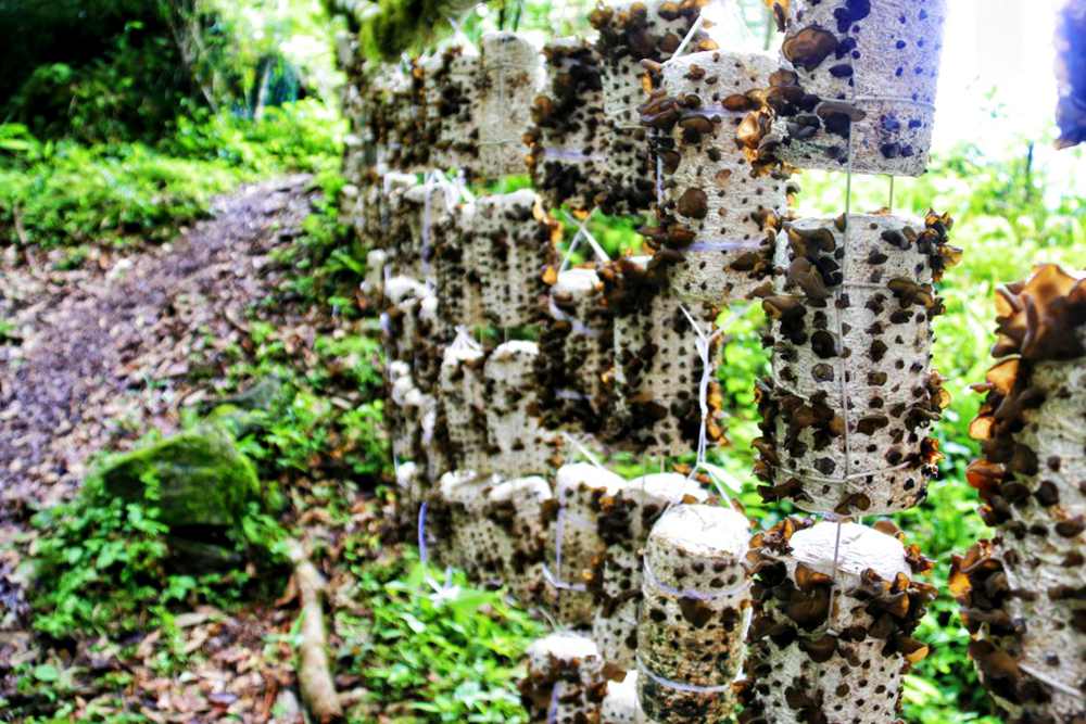 生長(zhǎng)中的木耳。次仁央宗攝