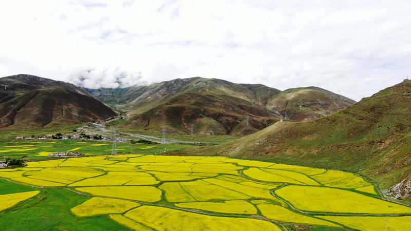 金燦燦的油菜花。洛克攝
