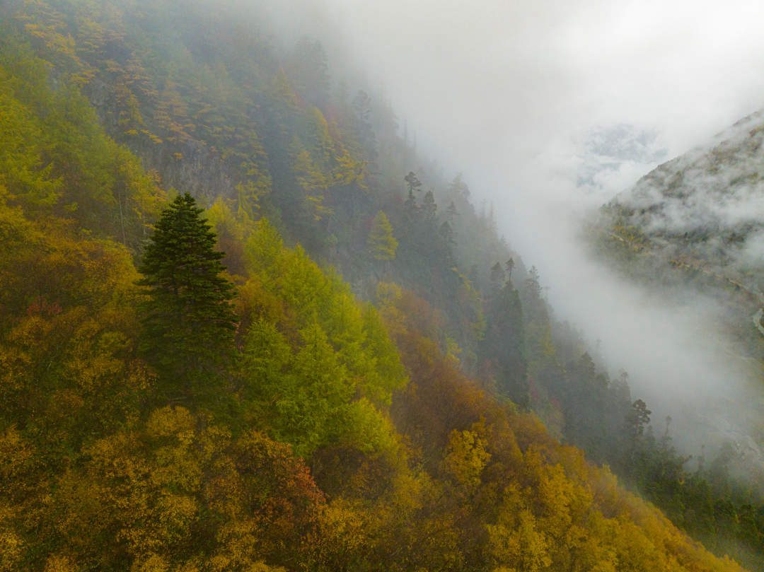 云纏霧繞，層林盡染。