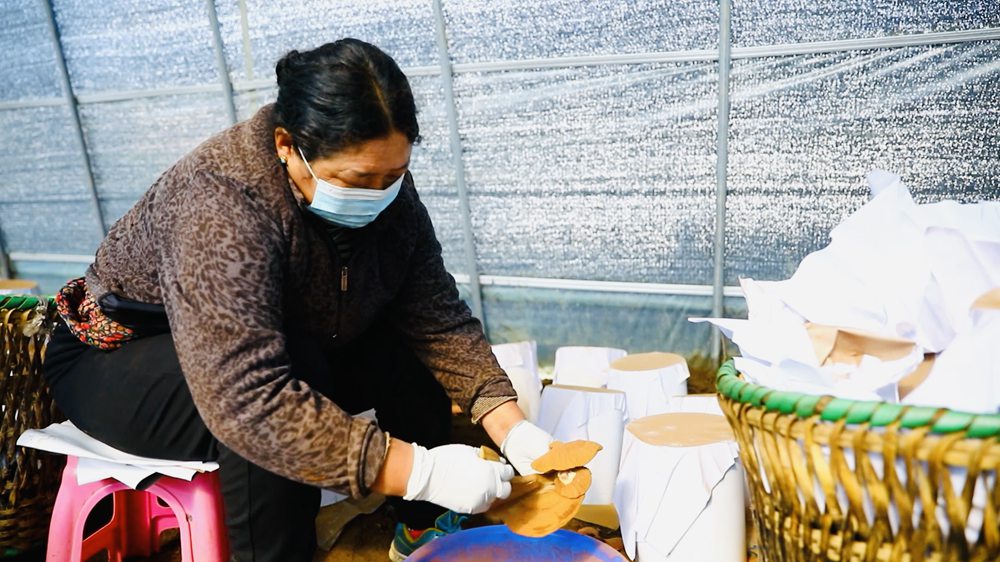 采收靈芝孢子粉。