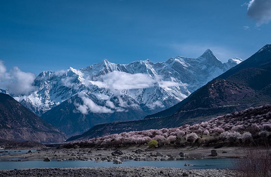 雪山下的桃花。張靜攝