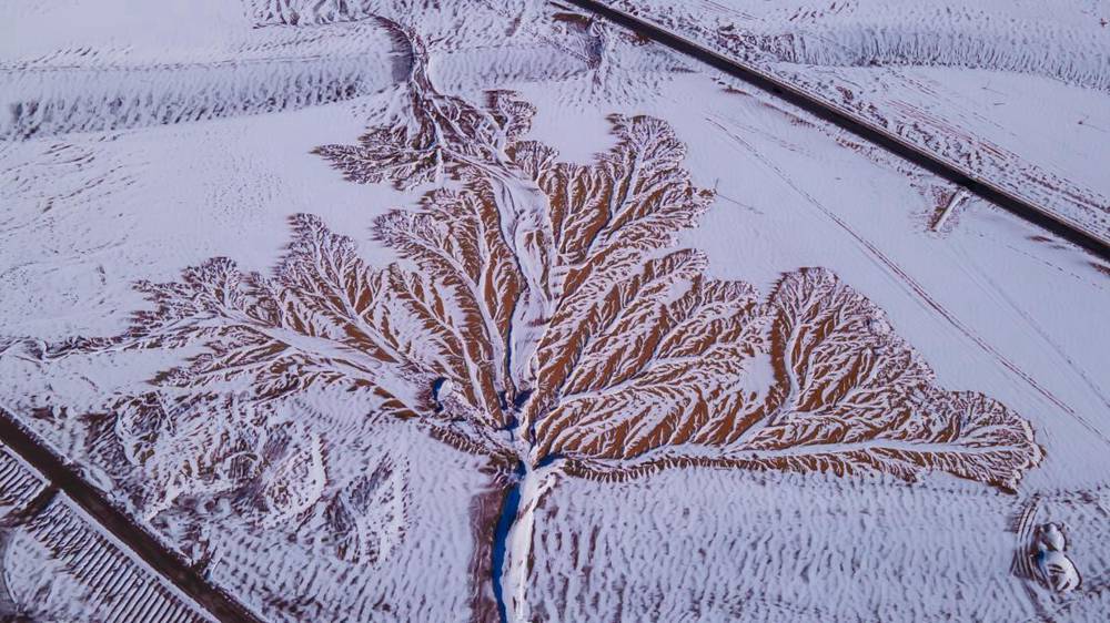 雪中“大樹”。邊巴多吉攝