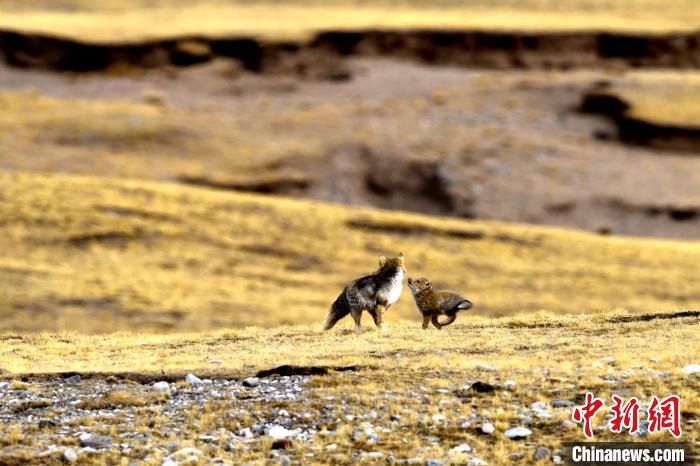 來自媽媽的愛！高原藏狐母子嬉戲畫面暖人心